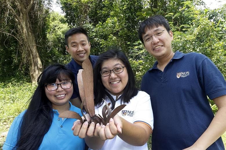 The NUS study team, including (from left) Ms Rie Chong, Mr Marcus Chua, Ms Lorraine Tan and Dr Chong Kwek Yan, found that while a large proportion of dipterocarp fruits had fallen to the ground, many of the seeds did not germinate despite not showing