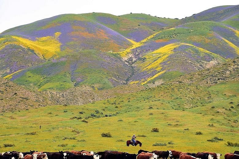 Cattle grazing against the backdrop of hills blanketed by blue, yellow and orange wildflowers on Thursday at the Carrizo Plain National Monument in California, about 250km north-west of Los Angeles. After years of drought in the area, an explosion of
