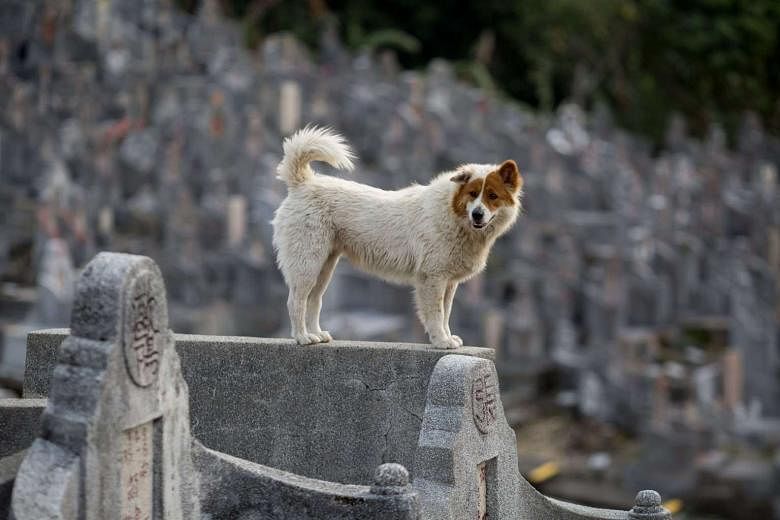 are dogs eaten in hong kong