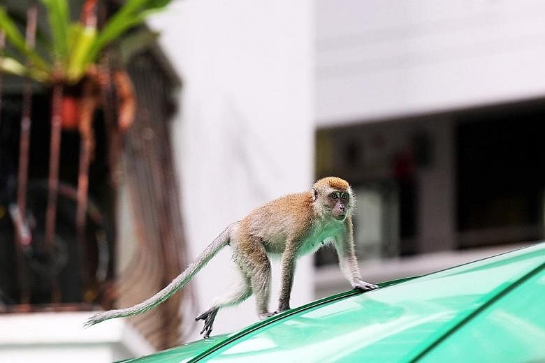 A monkey attacked a Block 471 resident on Sunday, leaving her with a gash on her arm and a bruise on her thigh. PHOTO: STOMP A monkey, believed to be a long-tailed macaque, has been terrorising residents at Segar Road, biting them and stealing their 