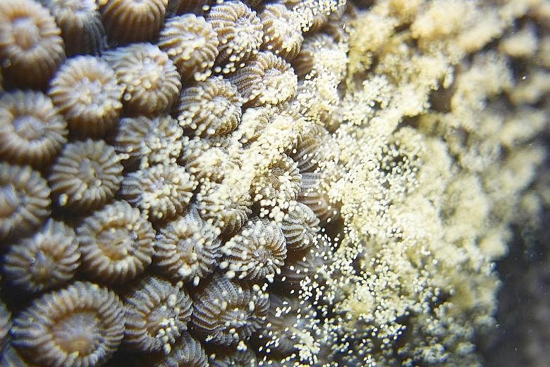 Corals from the genus Acropora reproducing during coral spawning season in Singapore recently. In Singapore, the affair takes place once a year, usually beginning on the third night after the full moon in late March or April.