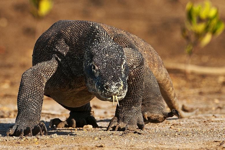 Scientists in the US have isolated a substance in the blood of a Komodo dragon that may be able to kill germs.