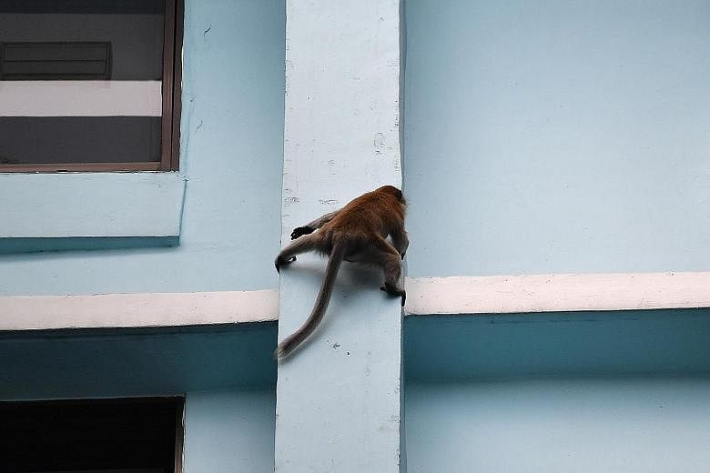 Below: A crowd of onlookers makes it difficult for officers armed with tranquiliser guns and blowpipes to get a shot of the monkey. Left: The monkey, put off by onlookers, making its way up Block 466 in Segar Road yesterday.