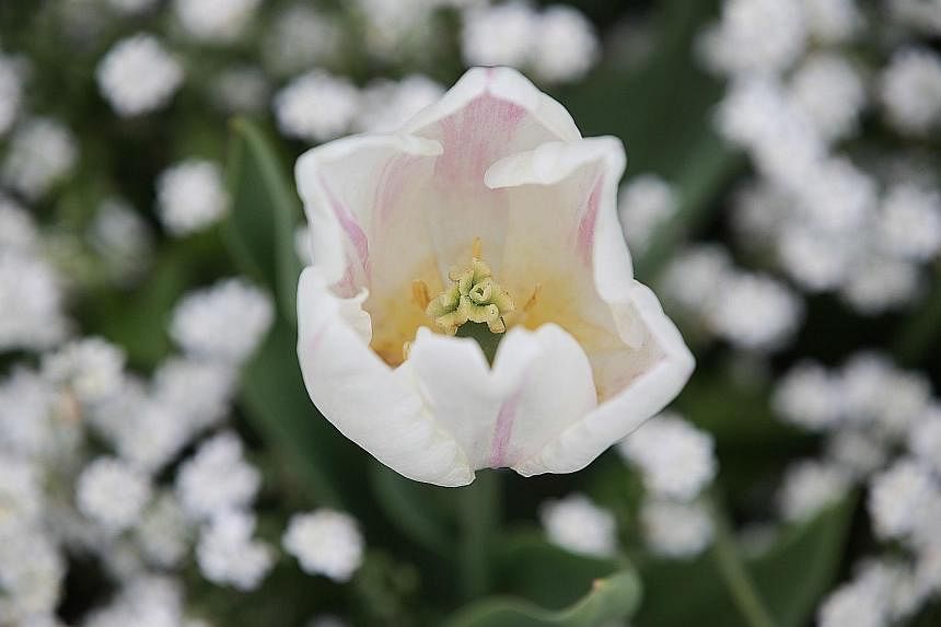 The blooms on display include the Tulipa Diana (above) and Tulip Florosas.