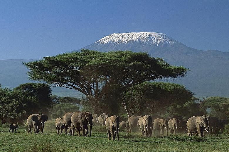 Get up close to wildlife at Amboseli National Park in Nairobi, Africa.