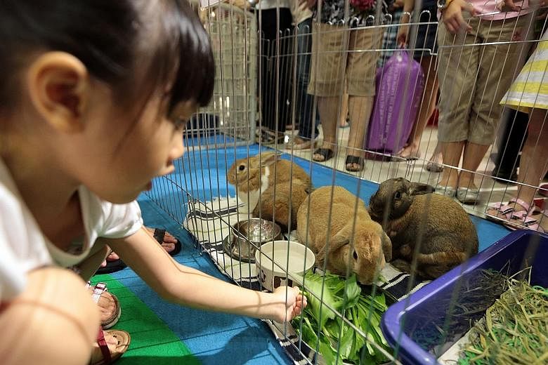 A girl playing with rabbits put up for adoption. Animal welfare groups are often called in by the authorities to rescue animals and then left to their own devices, even though they may lack the resources to manage such cases.