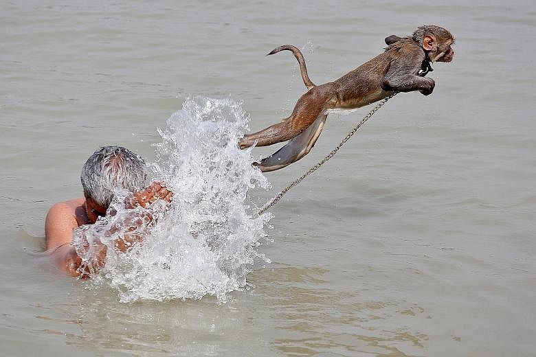 Ramu, a pet monkey, showing off its jumping skills as its handler cools off in the Ganges River, on a hot summer day in Kolkata. India is facing another blazing summer, with the country already in the grip of an extreme heatwave. No lasting relief is