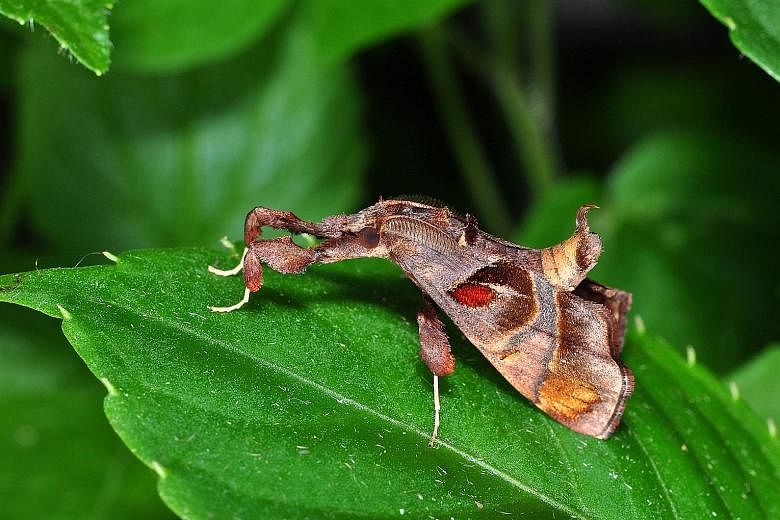 The raffles emerald moth (Tanaorhinus rafflesii) is named after the founder of Singapore, Sir Stamford Raffles, who was also a keen naturalist. The atlas moth (Attacus atlas) is one of the largest moth species in the world. It can be found in gardens