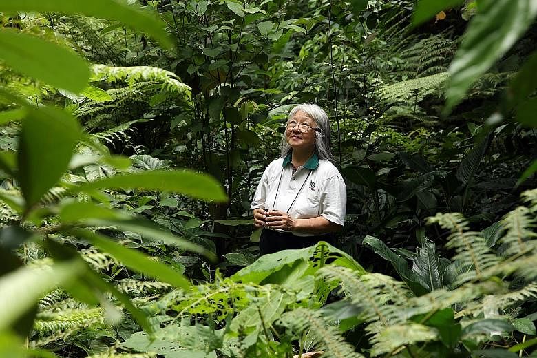 Dr Lena Chan at the Botanic Gardens. With her at the helm, the National Biodiversity Centre has become the nerve centre for coordinating nationwide conservation efforts, such as the planting of trees that provide a multi-layered canopy of leaves simi