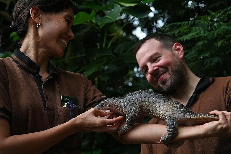 WRS director assistant director Serena Oh and nutritionist Francis Cabana with Sandshrew last Thursday. The baby Sunda pangolin was found alone in January at a construction site.