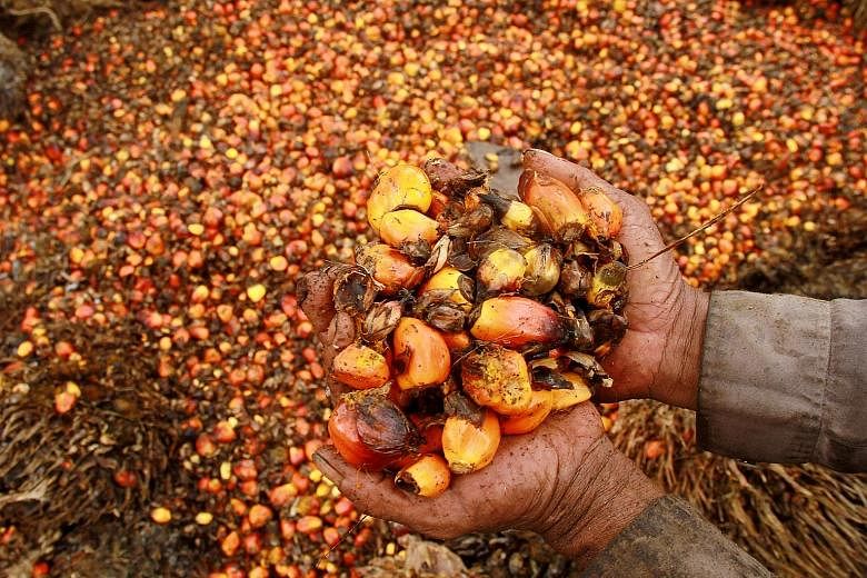 Oil palm fruits at a plantation in Indonesia. The recovery in prices of some of Indonesia's main commodities, such as palm oil and coal, helped economic growth pick up to 5.02 per cent last year, from 4.79 per cent in 2015.