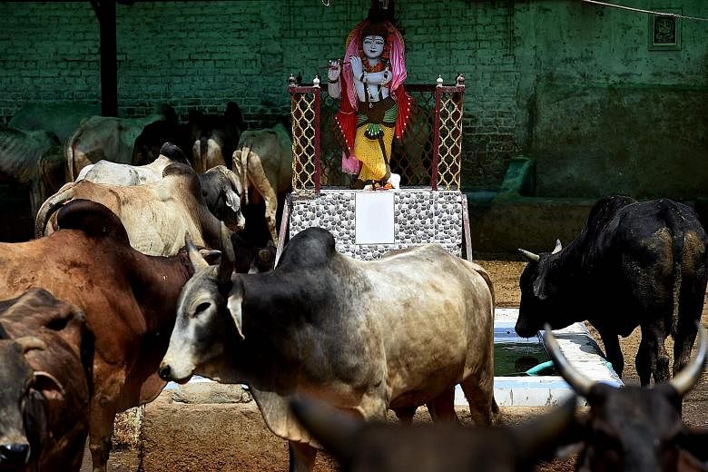 A statue of Hindu deity Lord Krishna at a cow shelter in New Delhi. At such a shelter, there may be hundreds of cows bought or rescued from the streets. Left: Buffaloes being led to an abattoir in Uttar Pradesh, where there are reports that even legi