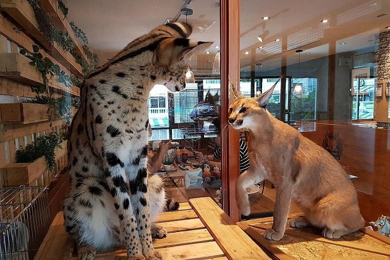 Animal Cafe co-owner Athit Samatiyadekul says his cafe is not profitable but he keeps it running because "we like people to come here to be happy". A serval (far left) and a caracal in a glass enclosure at the Animal Cafe in Yannawa district, Bangkok