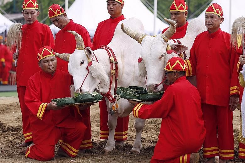 Sacred oxen being offered food during yesterday's ploughing ceremony in Bangkok, where they predicted a bountiful harvest.