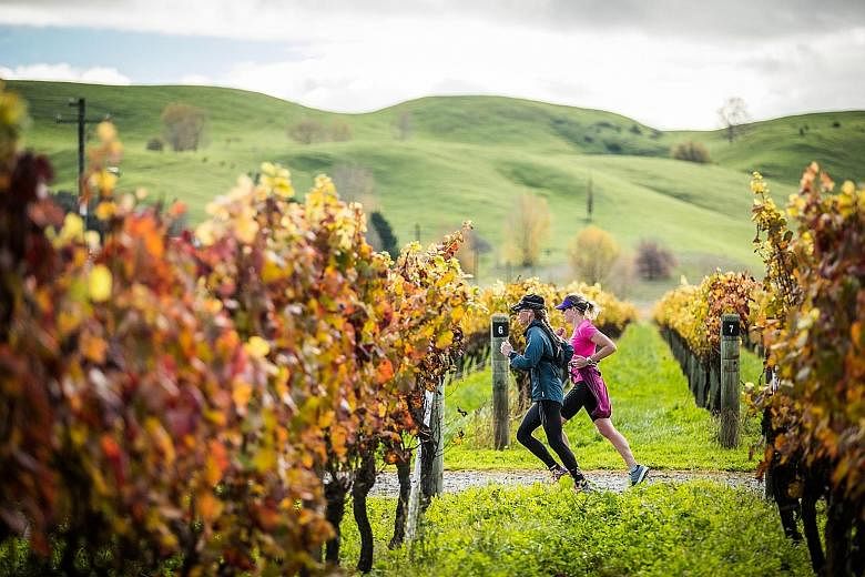 Participants running through a vineyard during the Hawke's Bay Marathon in New Zealand. Yesterday's event ended at the Sileni Estates Winery, where a food and wine festival celebrated the completion of the race.