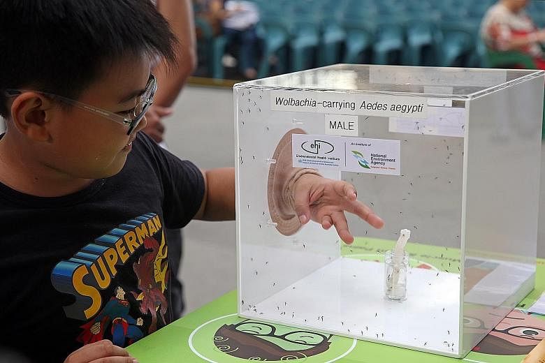 Zhang Jia Rui, nine, puts his hand into a container of male Wolbachia- carrying mosquitoes at the launch of the Do the Mozzie Wipeout campaign at Our Tampines yesterday. The bacteria cause the females to produce eggs that do not hatch, reducing the d