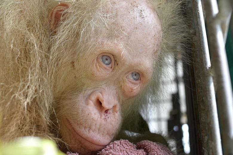 Albino orang utan Alba was saved from villagers, who were keeping it in a cage on the Indonesian part of Borneo island, last month. The name, which means "dawn" in Spanish and "white" in Latin, was chosen after a global appeal for suggestions was lau