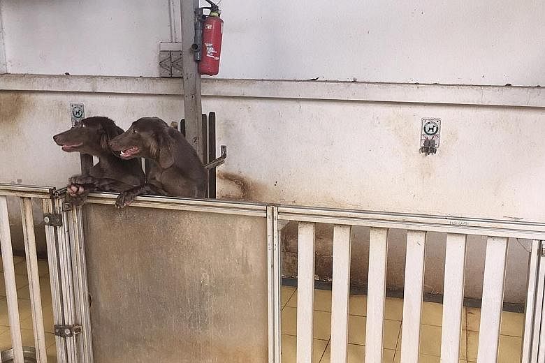Two of the dogs at Ethans Pet Resort. The accused, Lin Xiaoqun, 39, allegedly kept a farm without a valid licence and illegally carried out dog breeding activities. She is also accused of keeping eight dogs without a licence at the centre.