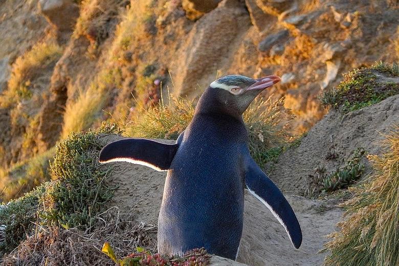 New Zealand's mainland yellow-eyed penguins face extinction unless urgent action is taken, say researchers.