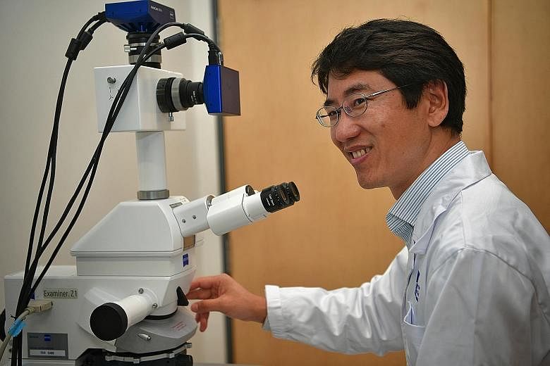 Dr Han Weiping from the Singapore Bioimaging Consortium and his team have debunked the traditional notion that glial cells only supported the function of other brain cells. The glial cells known as astrocytes also affect appetite and feeding behaviou