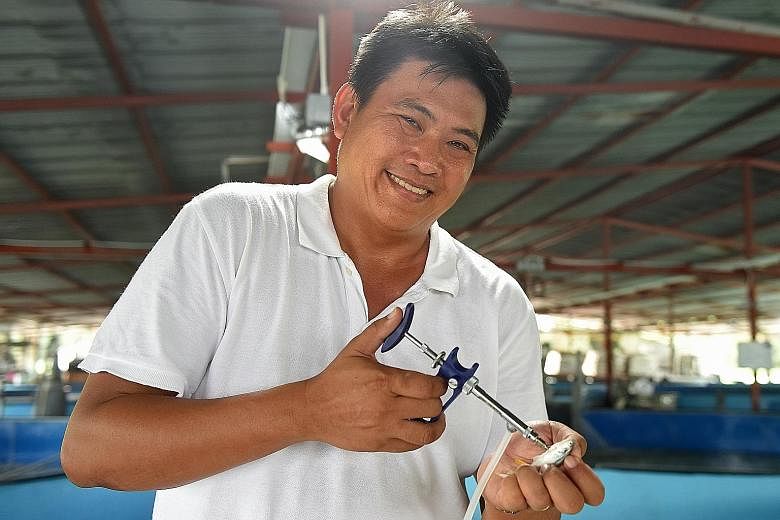 Marine Life Aquaculture managing director Frank Tan holding a vaccine injection gun used on the fish (left). He said a vaccination pilot the fish farm started four years ago has been successful - 90 per cent of vaccinated fish survived, compared with