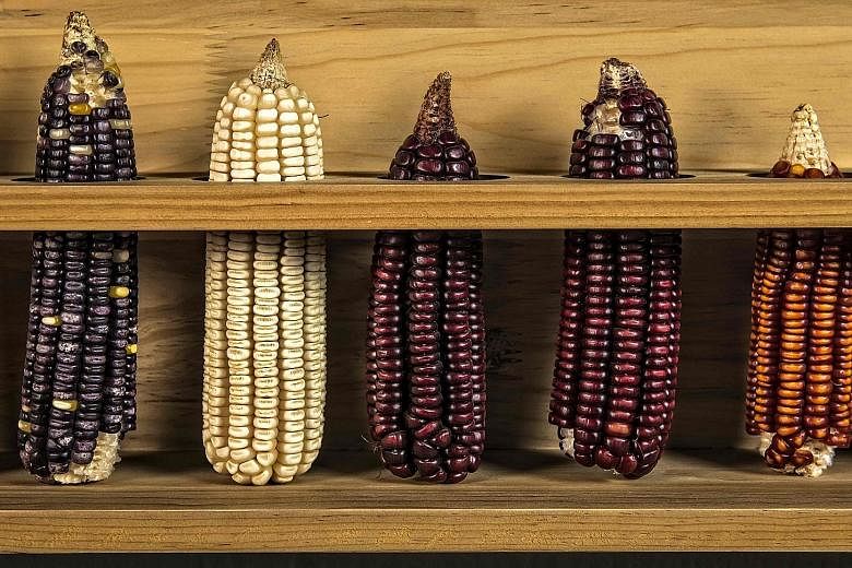 The Trump administration is likely to face pressures from the US corn industry to maintain market access to Mexico, one of its biggest customers. Above are different varieties of Mexican corn.