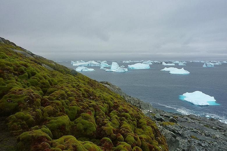 A close-up view of the hummocky terrain of a moss bank surface on Green Island, one of three Antarctic islands where the deepest and oldest moss banks grow.
