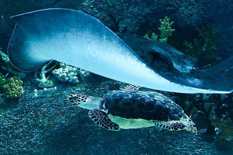 Hawke, a critically endangered hawksbill turtle, was one of two rescued turtles that debuted at the S.E.A. Aquarium's Shipwreck Habitat yesterday on World Turtle Day. The other was a green sea turtle named Louie.