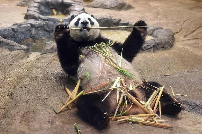 Eleven-year-old female giant panda Shin Shin, unfazed by the attention from visitors, munches on bamboo at Tokyo's Ueno Zoo yesterday. Shin Shin has been showing signs of pregnancy since last week after mating with male Ri Ri in February, according t