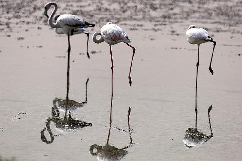 Flamingos engaging a "passive stay mechanism".