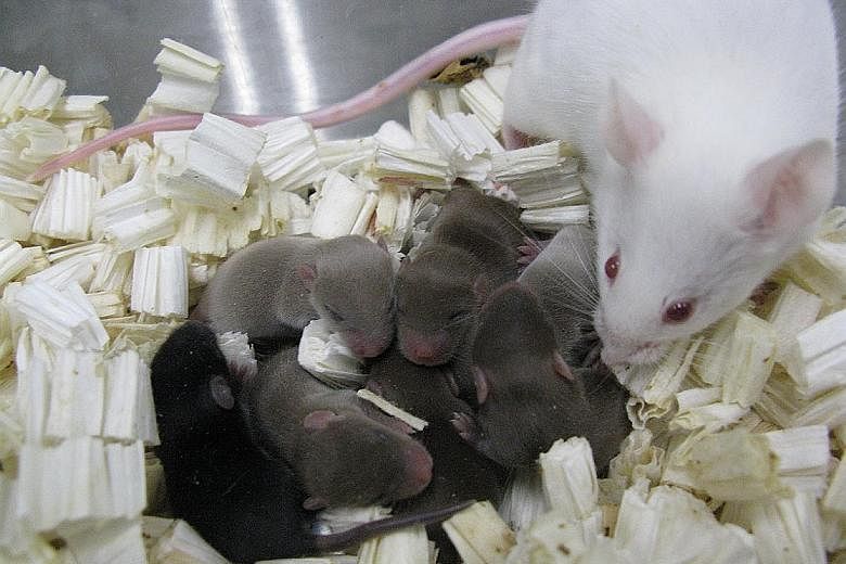 An undated handout photo of mouse pups derived from space-preserved sperm. Litters of "space pups" prove that mouse sperm can be freeze-dried, flown around on the International Space Station for nine months, and then used to make babies, researchers 