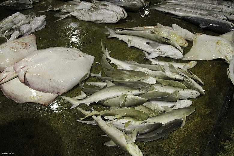 Sharks and their dried fins are still being sold in Singapore, although many people and hotels are saying no to eating or serving shark's fin soup. The Republic ranked third for both import and export of shark fins in a report by global wildlife trad