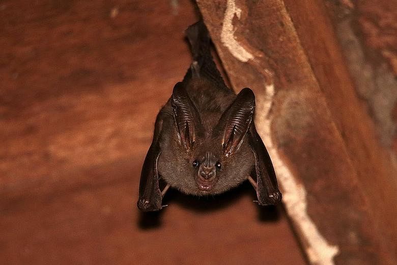 The Lesser false vampire bat, which lives on Pulau Ubin and Pulau Tekong. The sighted bat feeds primarily on insects.