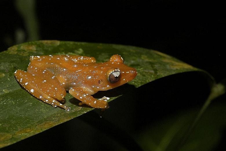 The orchid Acriopsis ridleyi has not been seen since 1889. The Hawksbill Turtle is one of one of the species in NParks' Species Recovery Programme. One of the species in NParks' Species Recovery Programme is the Cinnamon Bush Frog. The coral Favites 