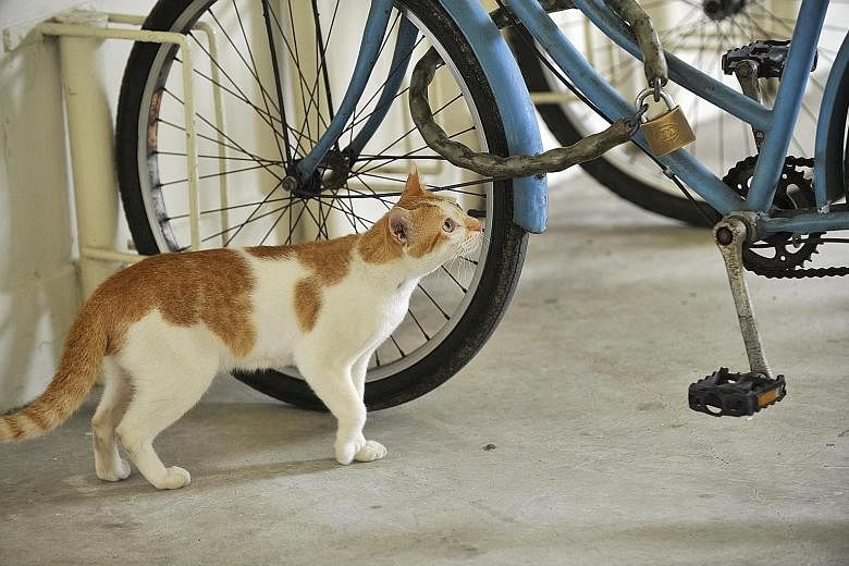 A cat at the void deck of an HDB block. AVA says it engages contractors to help residents remove animals that enter homes when it receives distress calls from residents who have a genuine fear of animals.
