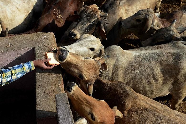 A man feeding cows at a cow shelter in New Delhi last month. India is the world's second-largest producer of footwear and leather garments, and sold $18 billion worth of goods last year.