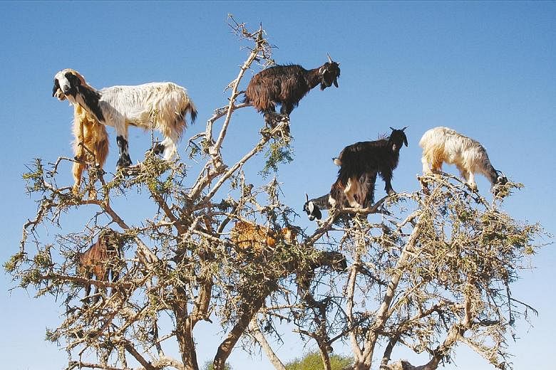 In dry southern Morocco, domesticated goats climb to the top of native argan trees for fresh forage.Spanish ecologists have observed an unusual way in which the goats may be benefiting the trees, said the Ecological Society of America. The researcher
