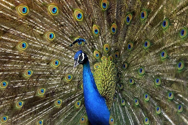 A peacock displaying its full glory. Professor Richard Prum is attempting to revive and expand Darwin's view that when animals choose mates, they make choices that are aesthetic.
