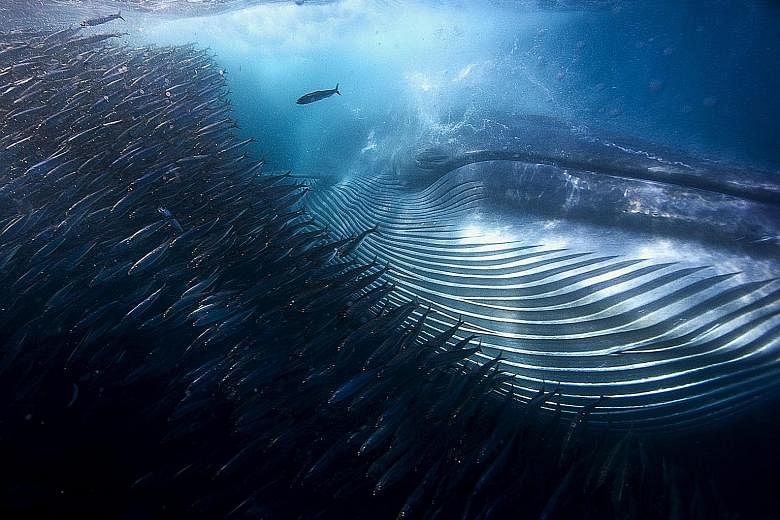 A Bryde's whale feeding on sardines during their annual migratory run off South Africa in 2011. Massive binge-eating was apparently what made whales so huge.