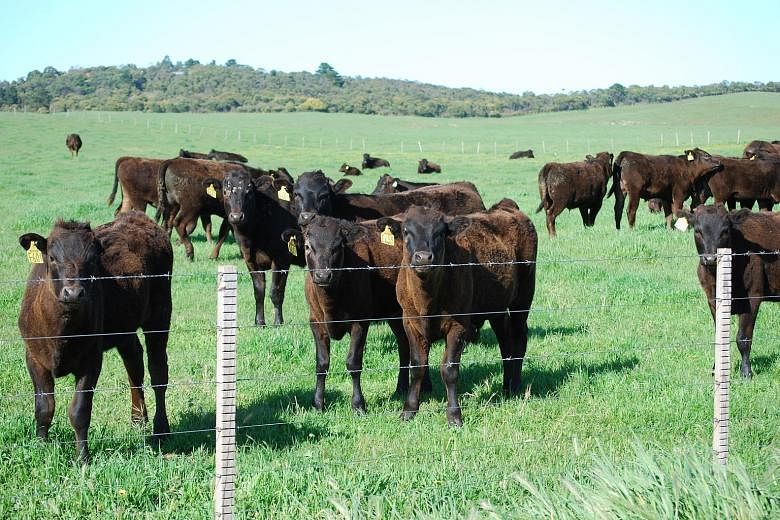 Changing appetites and growing wealth across Asia have led to a booming demand for Australia's high-quality beef, prompting farmers to try and cash in. In the past three years, Australian cattle prices have doubled to A$6 per kg.