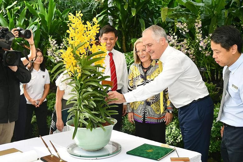 Australian Prime Minister Malcolm Turnbull and his wife Lucy had an orchid named after them at National Orchid Garden yesterday. The Aranda Malcolm and Lucy Turnbull is a hybrid of Arachnis hookeriana x Vanda Rockhampton Gold. With the Turnbulls were