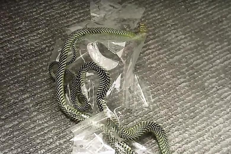 Mr Kalai Vanan Balakrishnan found this paradise tree snake taped to the carpet in a Buona Vista office. It took him about 10 minutes to remove the tape from the reptile.