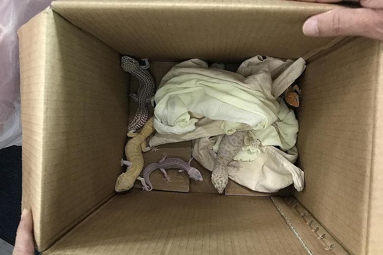 The five live geckos were found hidden inside two pillows in a car at Woodlands Checkpoint last Friday.