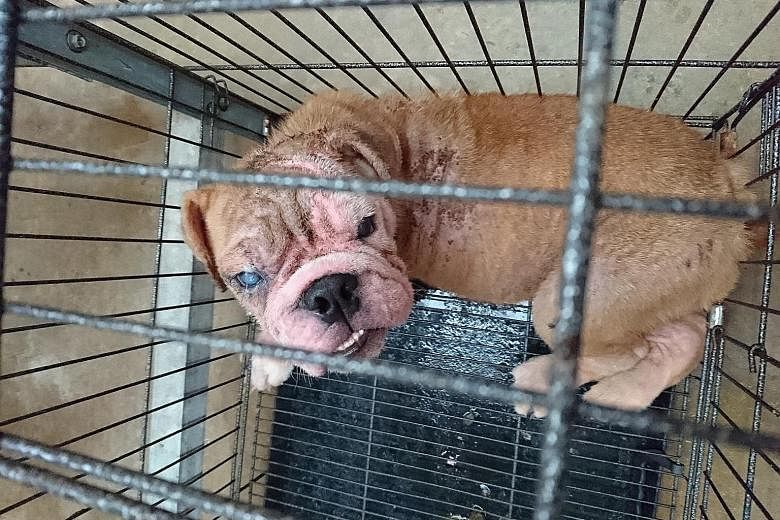 Several dogs, including this bulldog, were found with severe generalised skin disease and poor body condition during a surprise AVA inspection at Top Breed Pet Farm in Pasir Ris on March 9 last year.