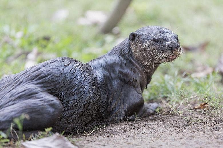 A photo taken on Tuesday of the alpha male. In the past week, otter watchers have found blood in its spraint, or dung. The otter seemed weaker, and was spotted vomiting. It was last seen alive on Wednesday.