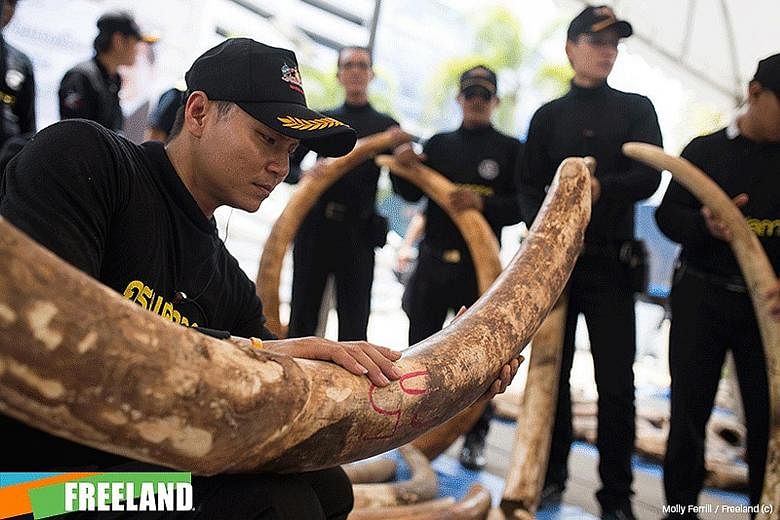 Elephant tusks seized by law enforcement and Customs officials in Singapore, Vietnam and Thailand (left) started an international probe which hit a wildlife smuggling syndicate. Alleged wildlife smuggling kingpin Gakou Fodie is believed to be involve