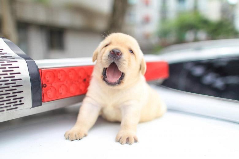 tiny labrador puppy