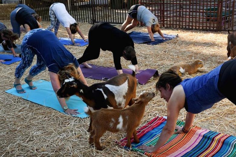 In Pictures: Doing yoga with goats in California | The Straits Times