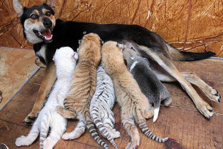A dog feeding four rare newborn tiger cubs and a puppy on Wednesday at the Xixiakou Wild Animal Protection Zone in eastern China's Shandong province. The cubs - two golden, one white and one snow - all born last week, are not separate species but the