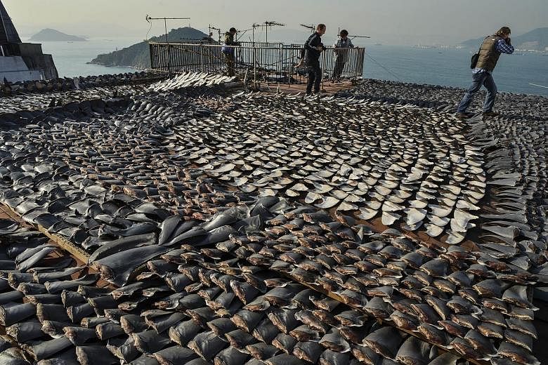 Dried sharks' fins on sale in Singapore. A report released last month found the Republic to be the world's second-largest trader of shark's fin in terms of value. Sharks' fins drying on the roof of a factory building in Hong Kong. The lack of traceab